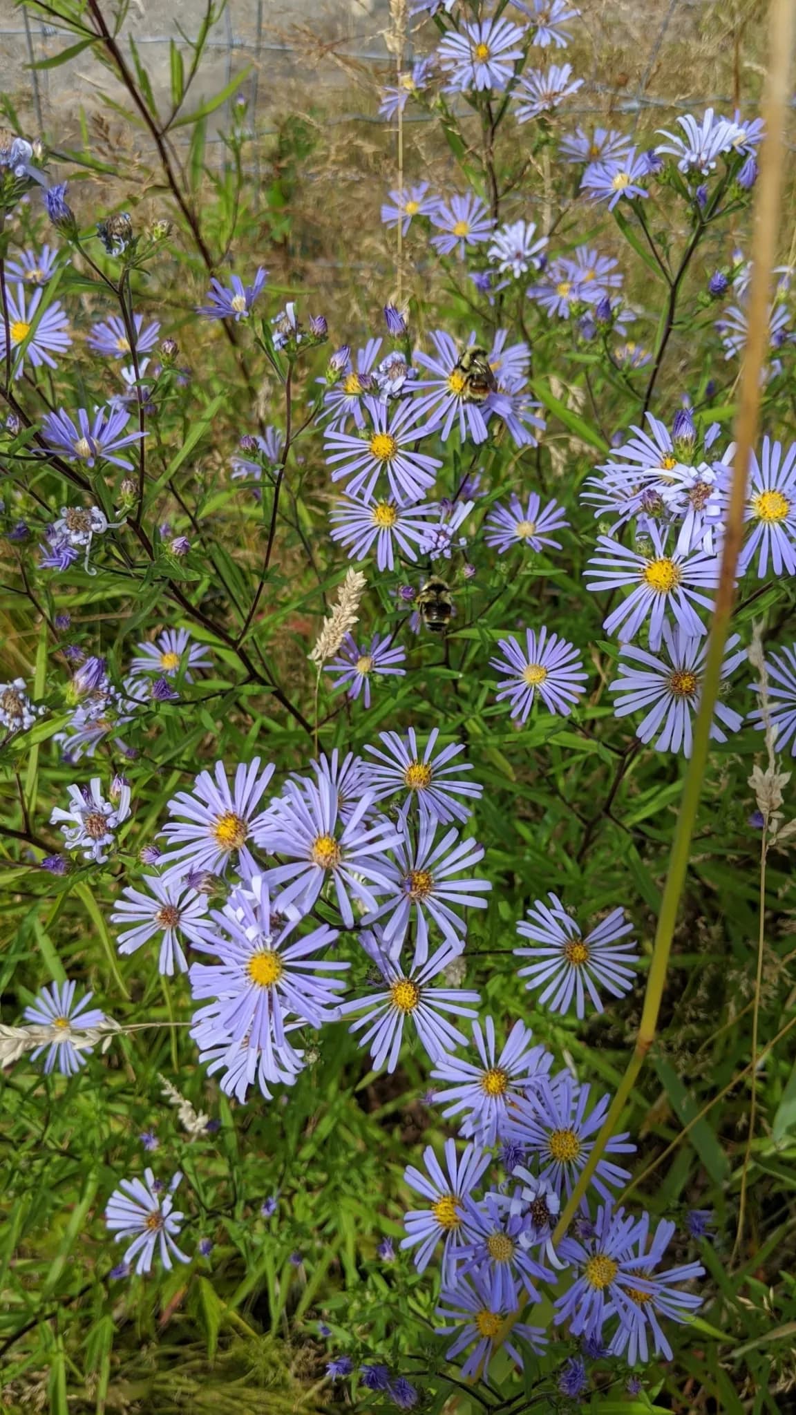Douglas aster (Symphyotrichum subspicatum)