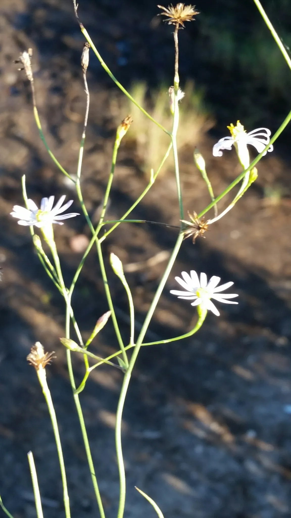 Saltmarsh aster (Symphyotrichum tenuifolium)