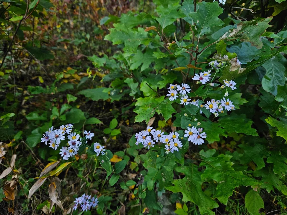 Clasping Heart-leaf Aster (Symphyotrichum undulatum)