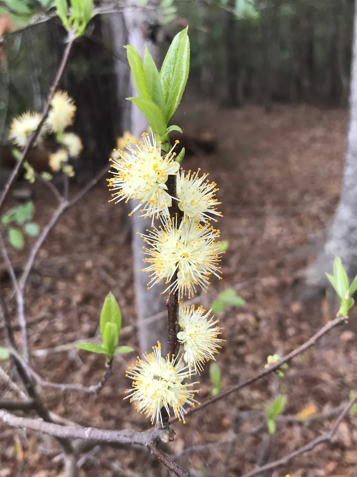 Common sweetleaf (Symplocos tinctoria)