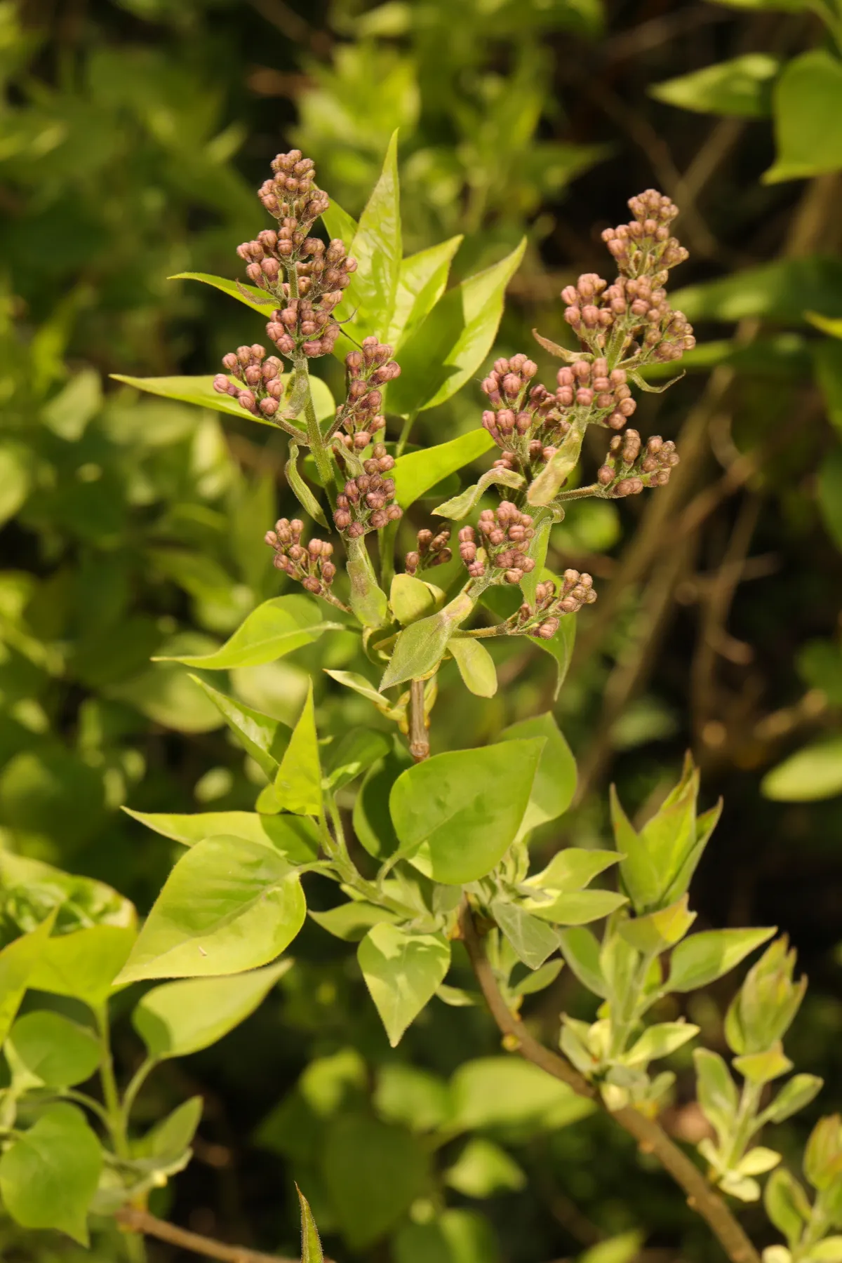 Common lilac (Syringa vulgaris)