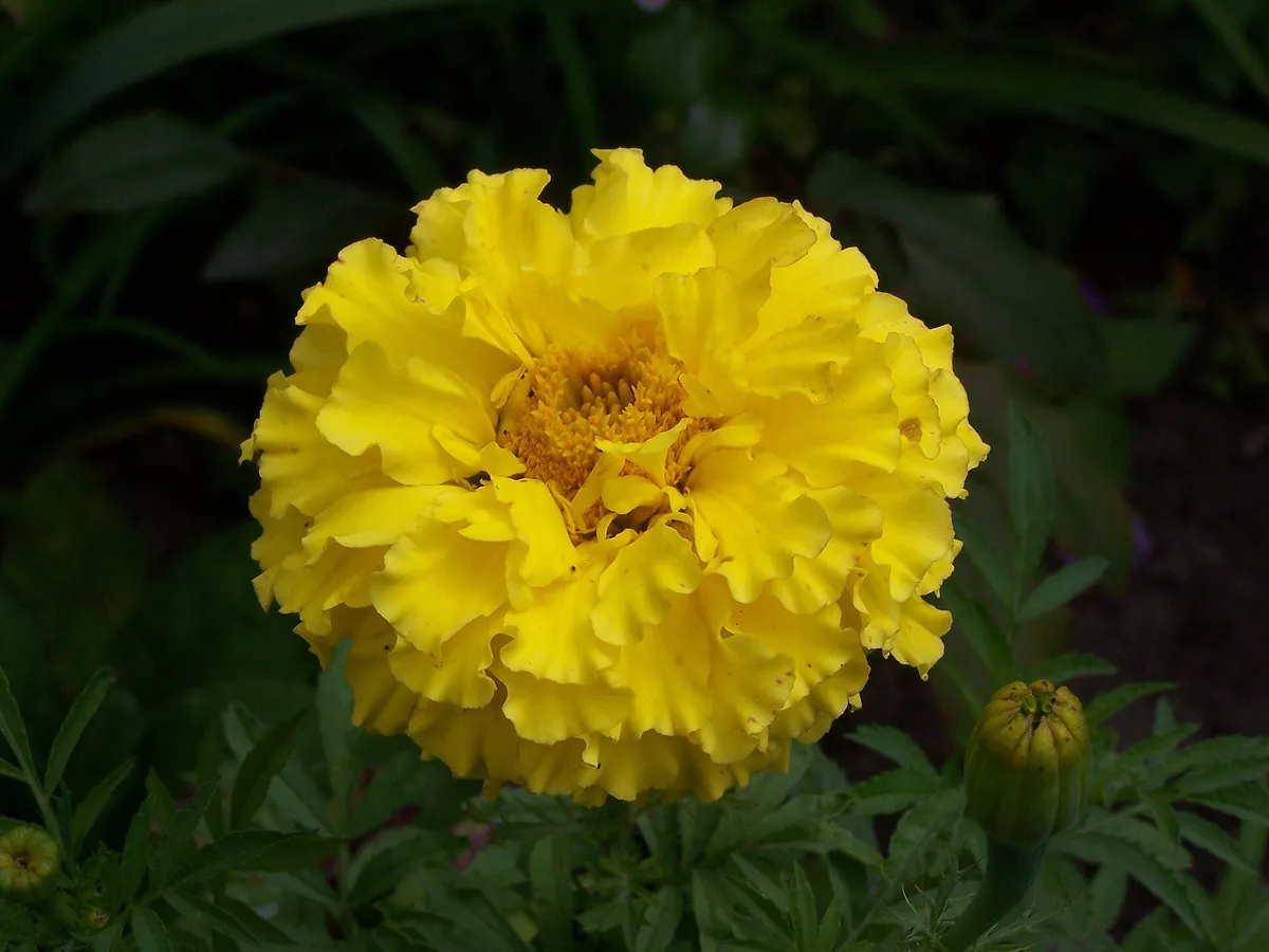 African marigold (Tagetes erecta)