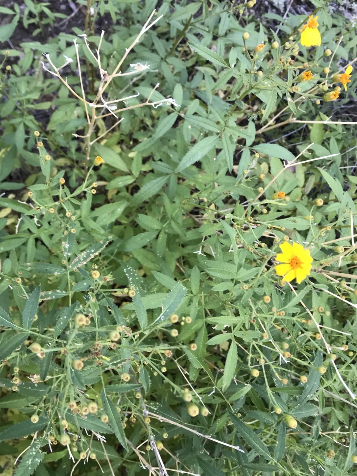 Lemmon's marigold (Tagetes lemmonii)