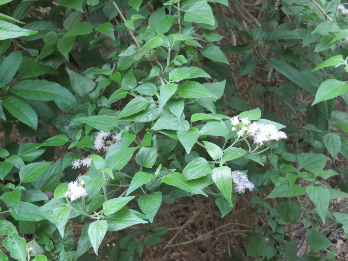 Tamauilipan Spring Mistflower (Tamaulipa azurea)