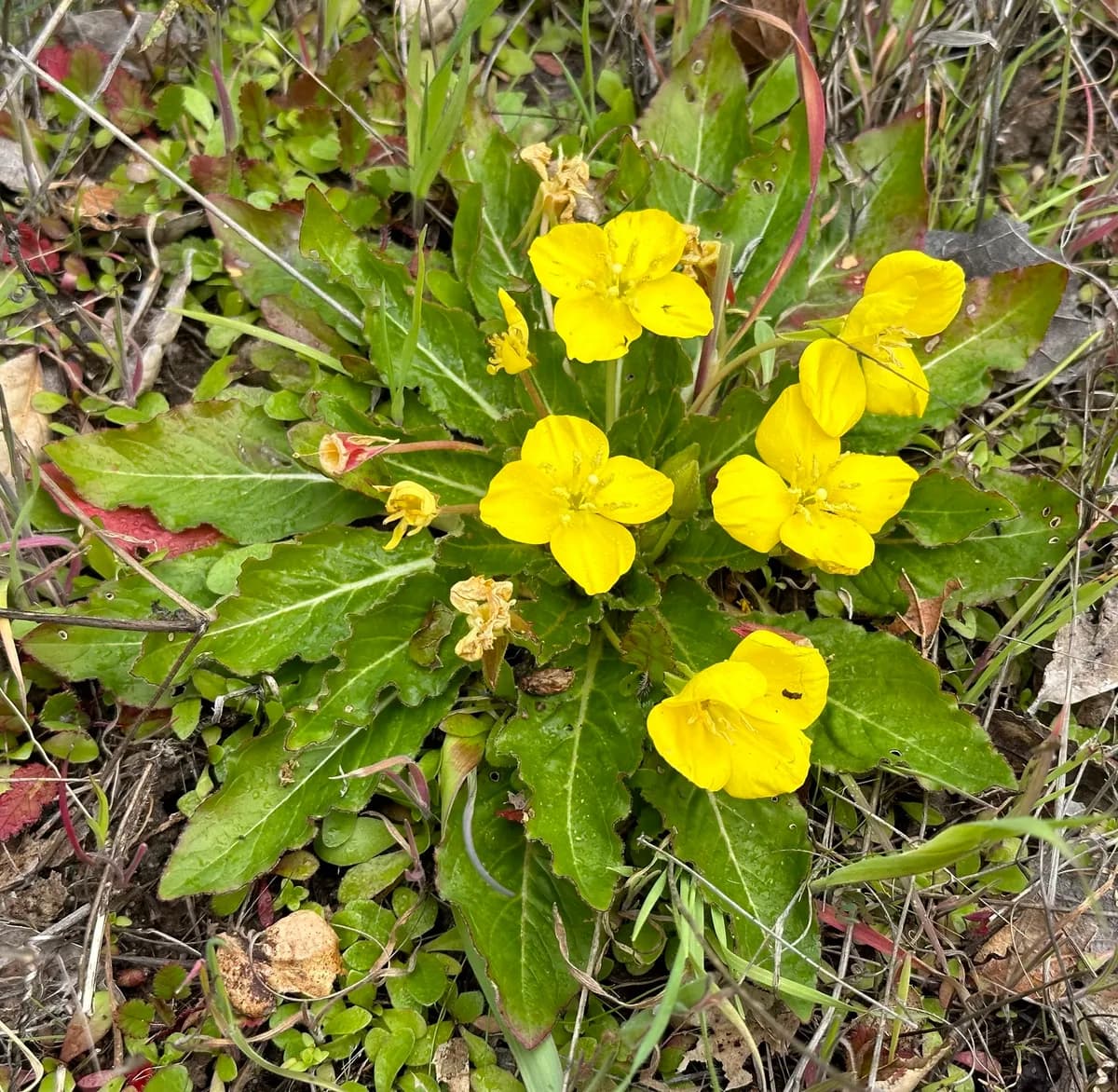 Golden suncup (Taraxia ovata)