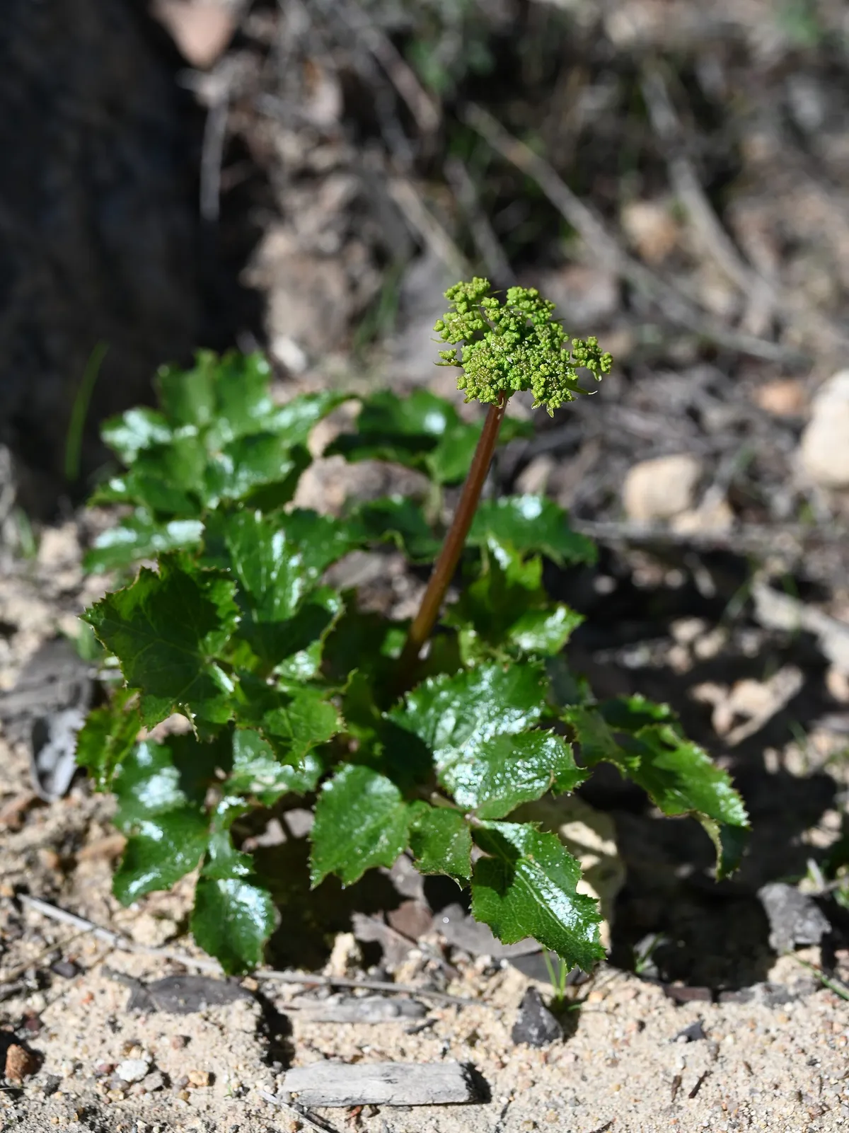 Southern tauschia (Tauschia arguta)