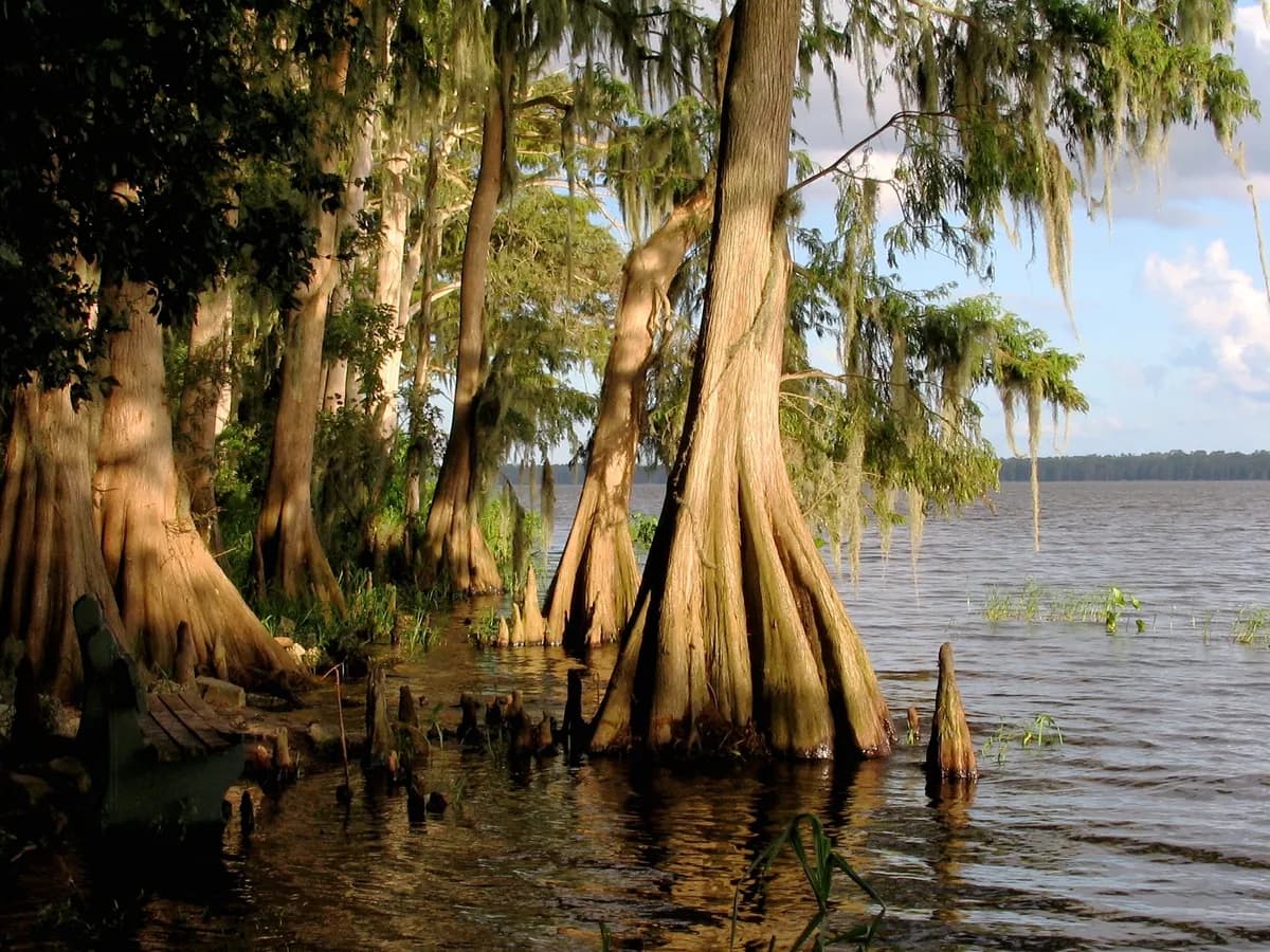 Bald Cypress (Taxodium distichum)