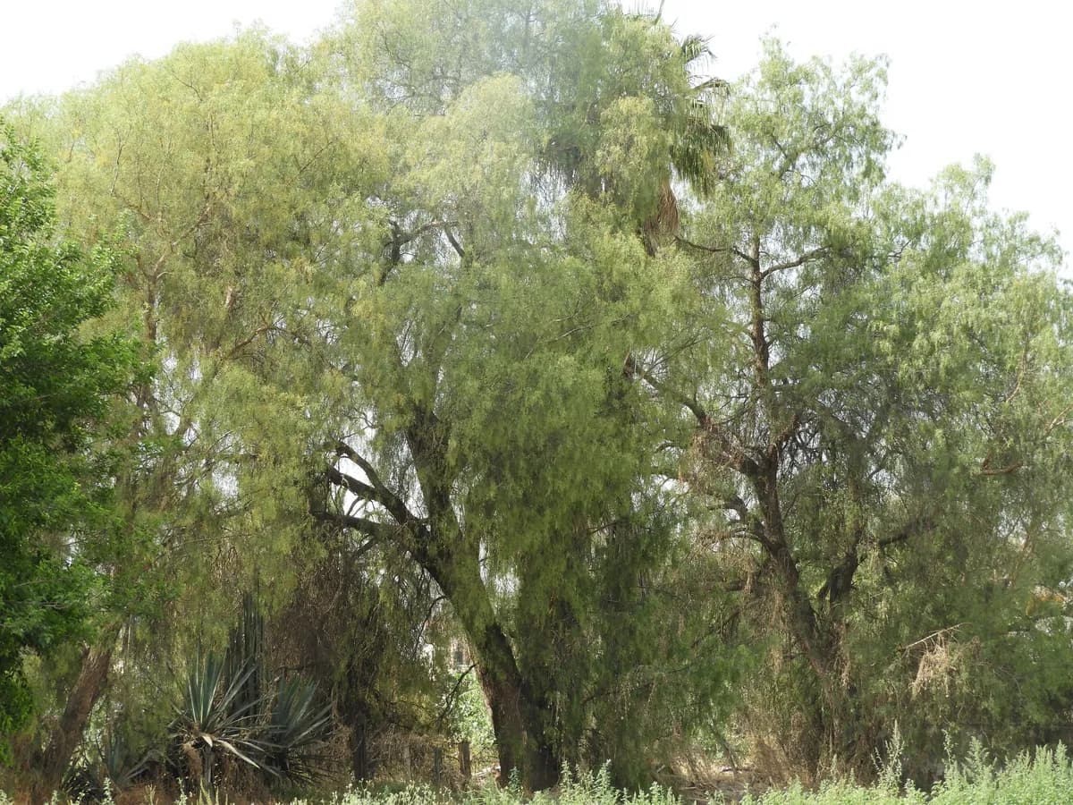Montezuma Cypress (Taxodium mucronatum)