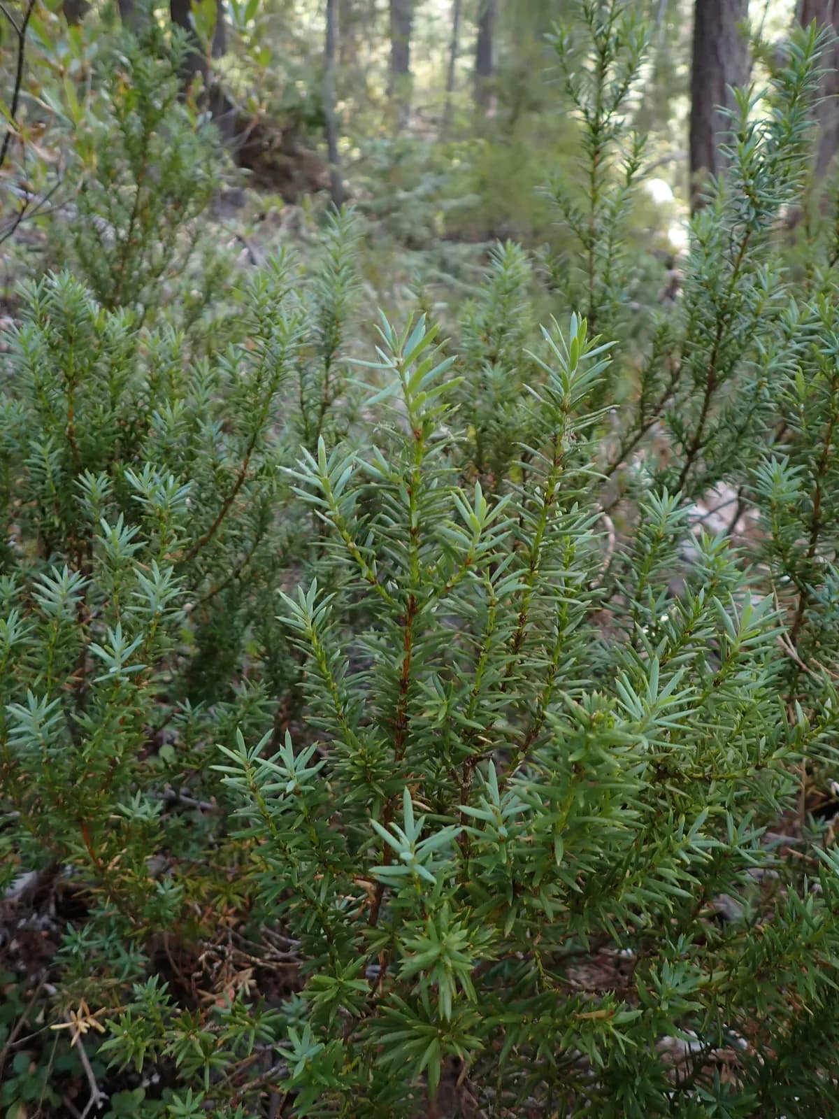 Pacific yew (Taxus brevifolia)