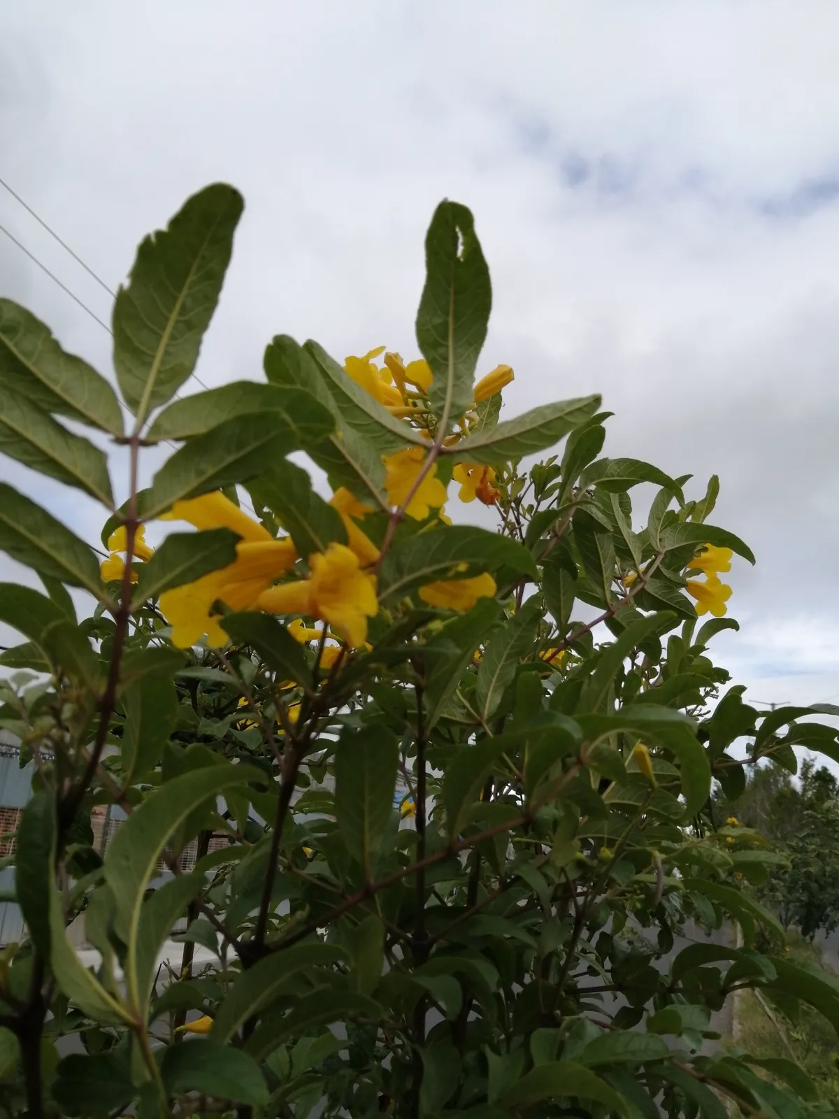 Esperanza (Tecoma stans)