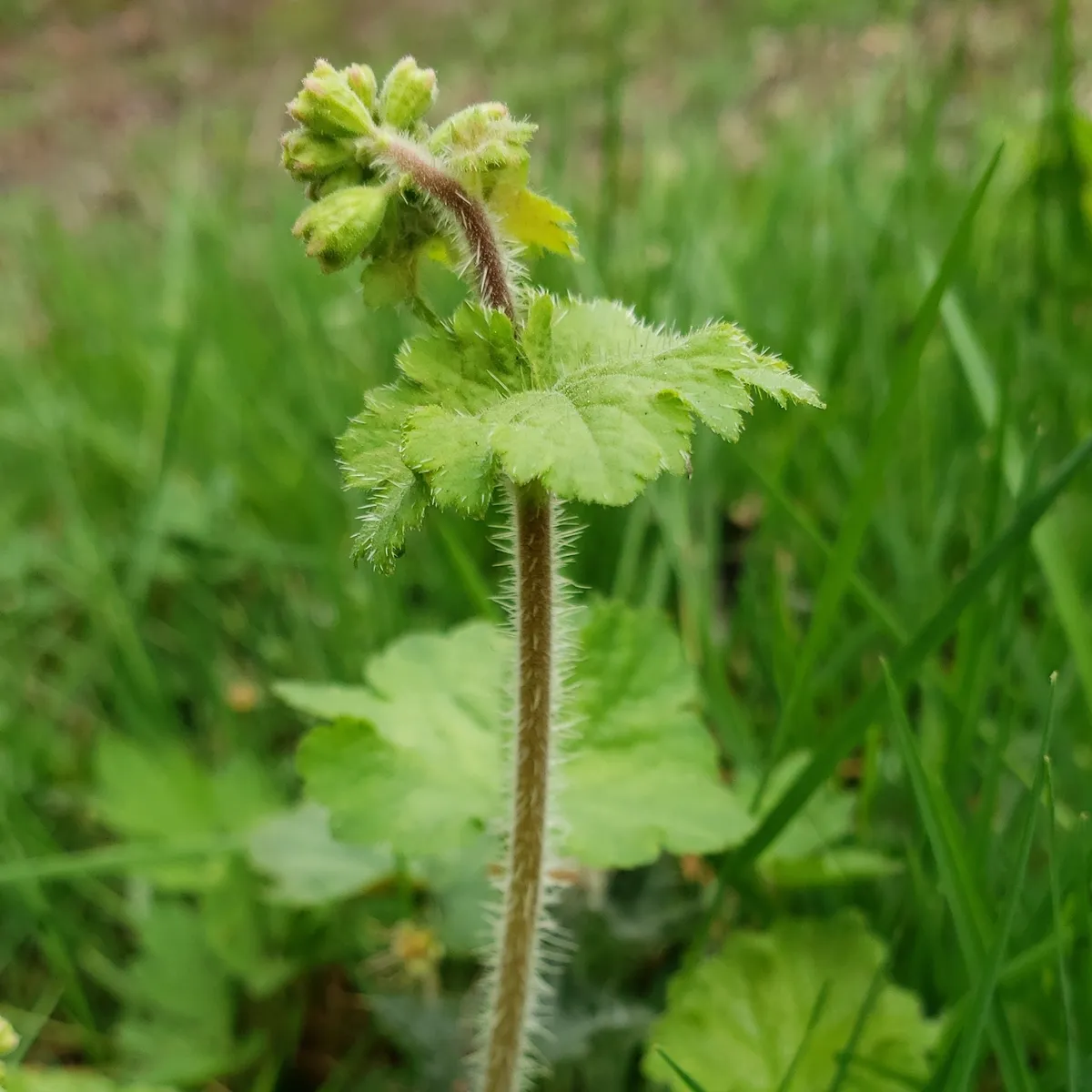 Fringecups (Tellima grandiflora)