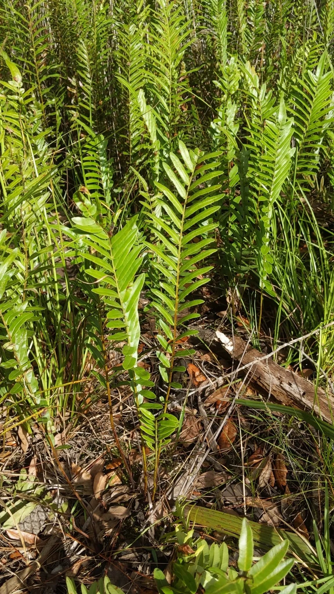 Swamp fern (Telmatoblechnum serrulatum)