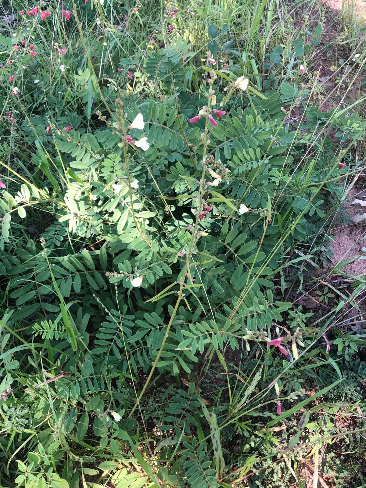 Multibloom Hoarypea (Tephrosia onobrychoides)