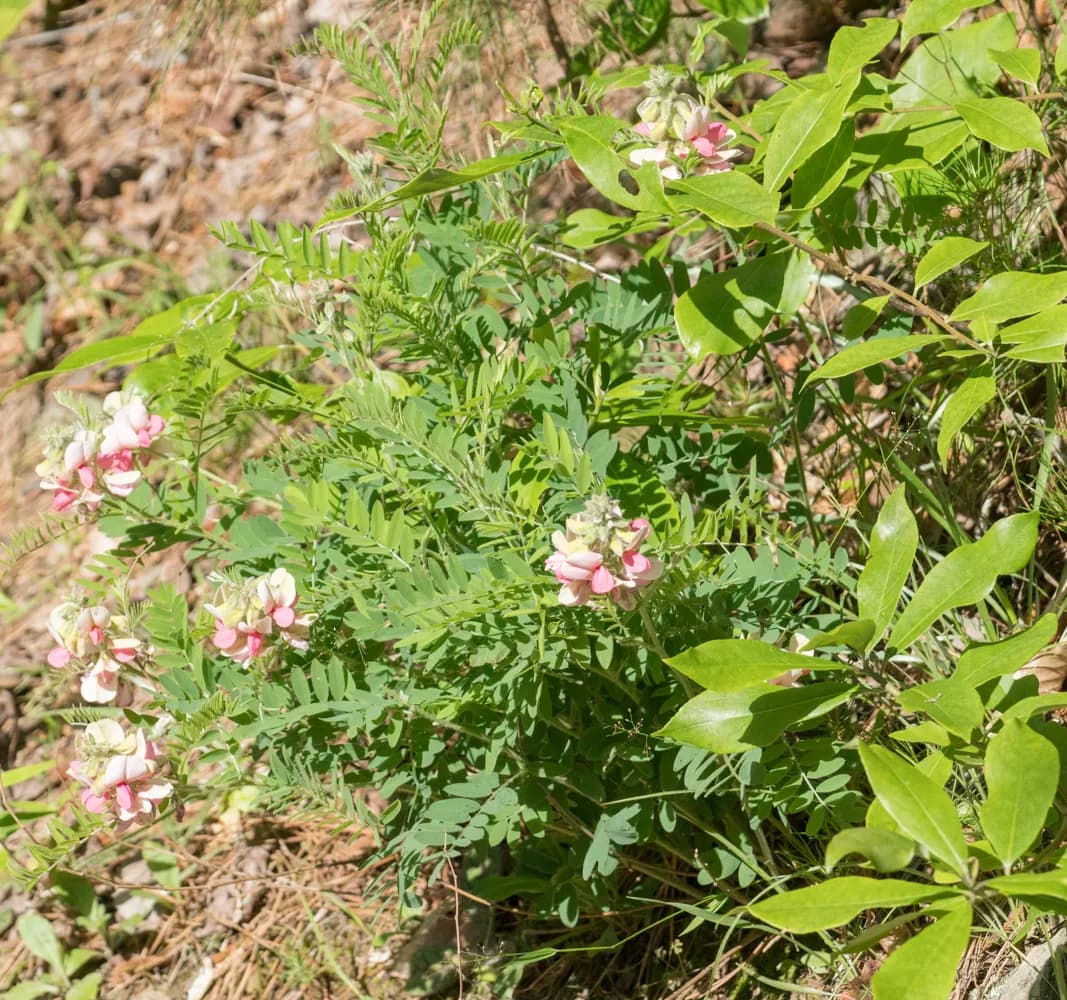 Catgut (Tephrosia virginiana)