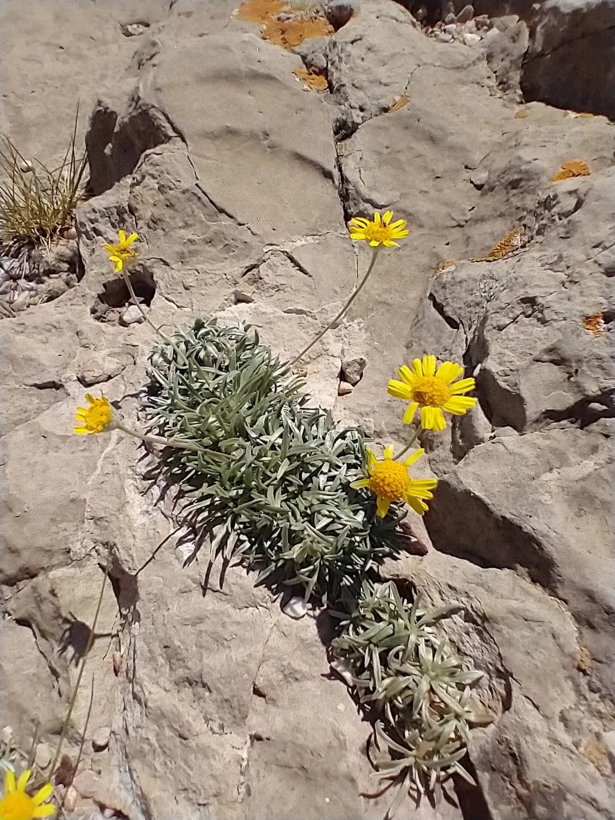Stemless Four-nerve Daisy (Tetraneuris acaulis)