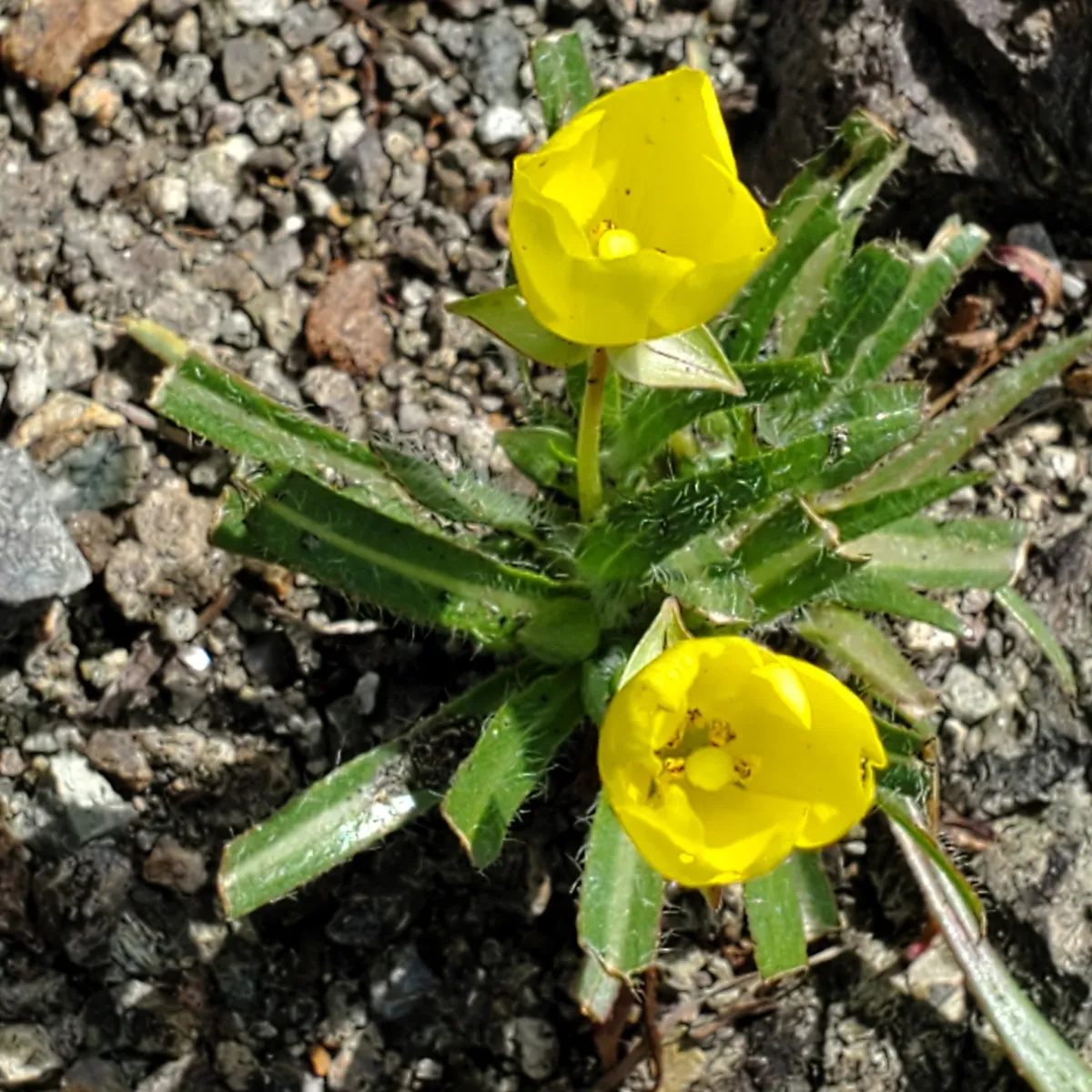 Tetrapteron graciliflorum