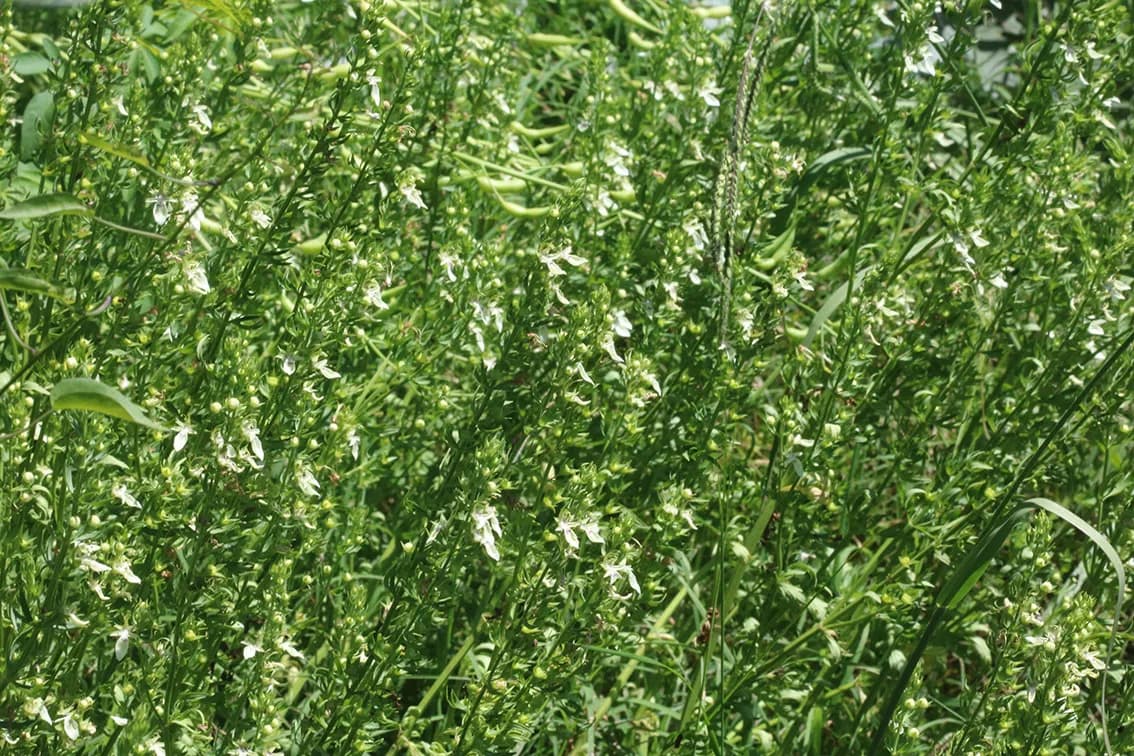 Coast Germander (Teucrium cubense)