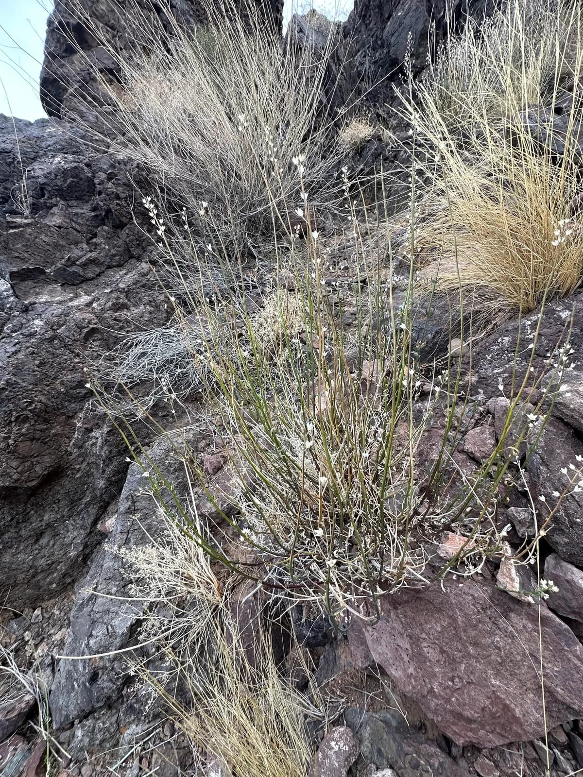 Sticky germander (Teucrium glandulosum)