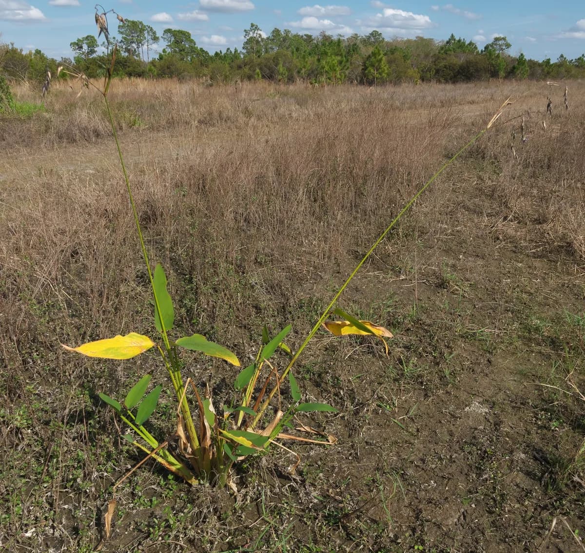 Arrowroot (Thalia geniculata)