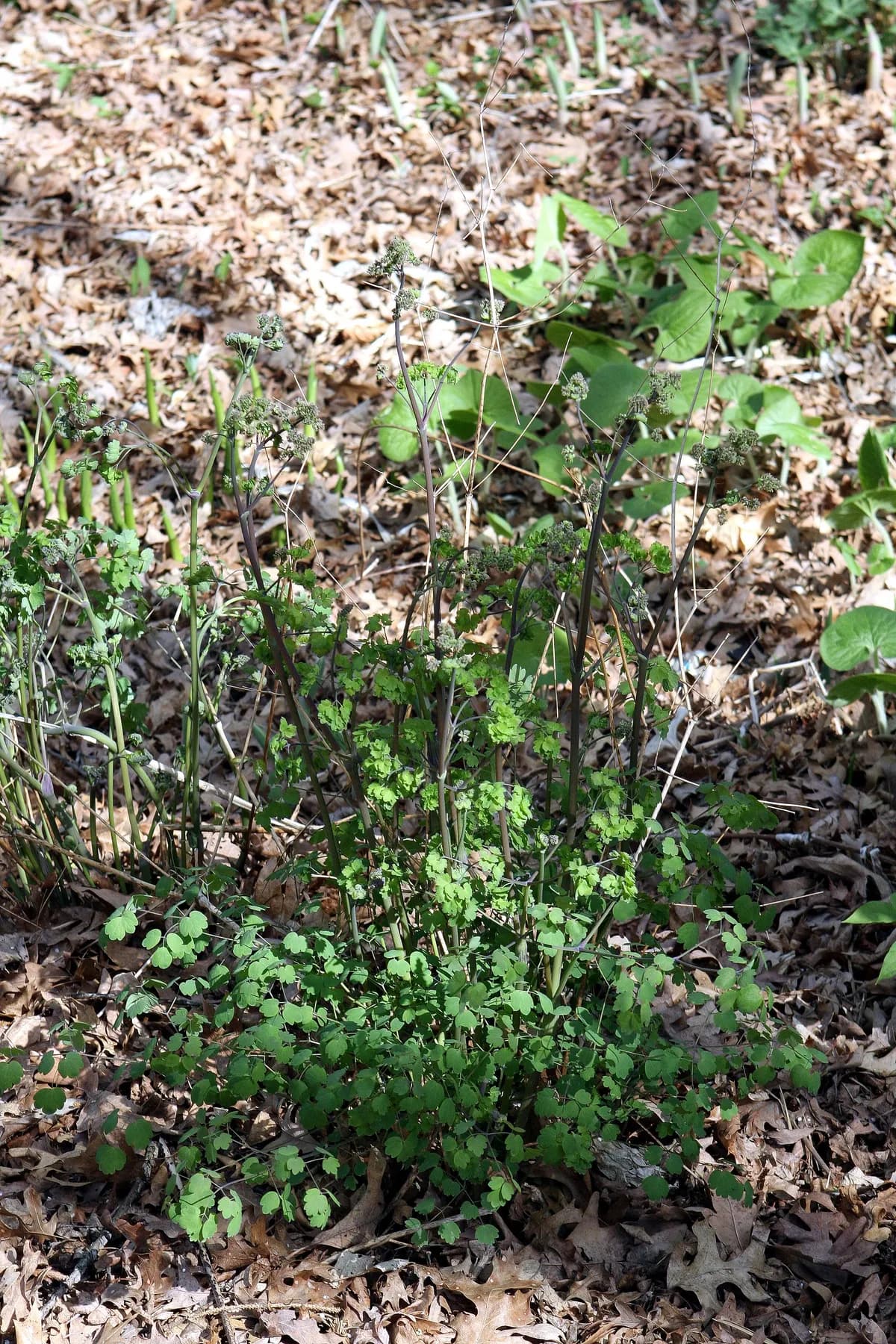 Early meadow-rue (Thalictrum dioicum)