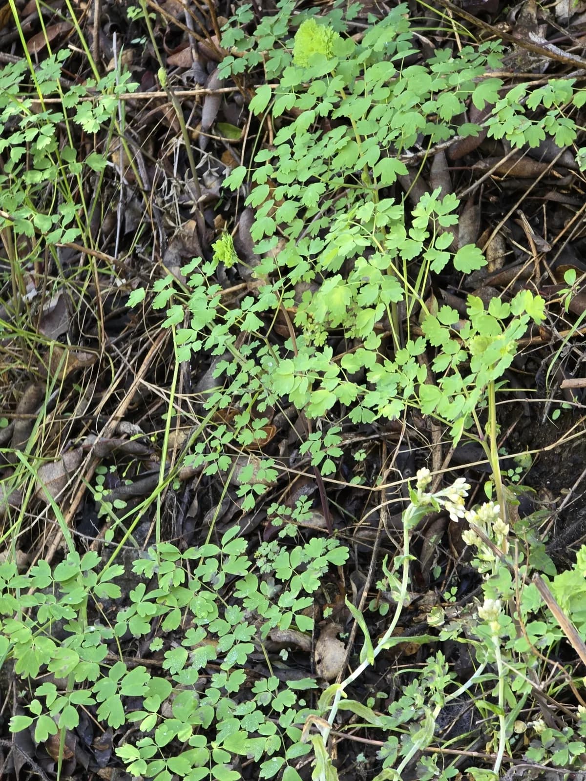 Wright's meadow-rue (Thalictrum fendleri)