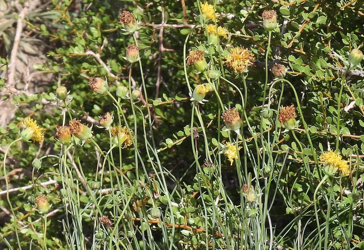 Hopi tea greenthread (Thelesperma megapotamicum)