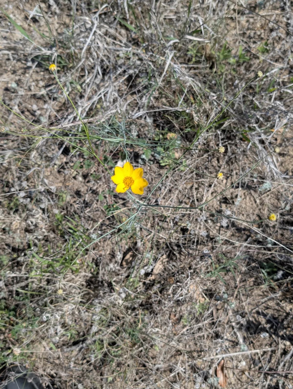 Navajo Tea (Thelesperma simplicifolium)