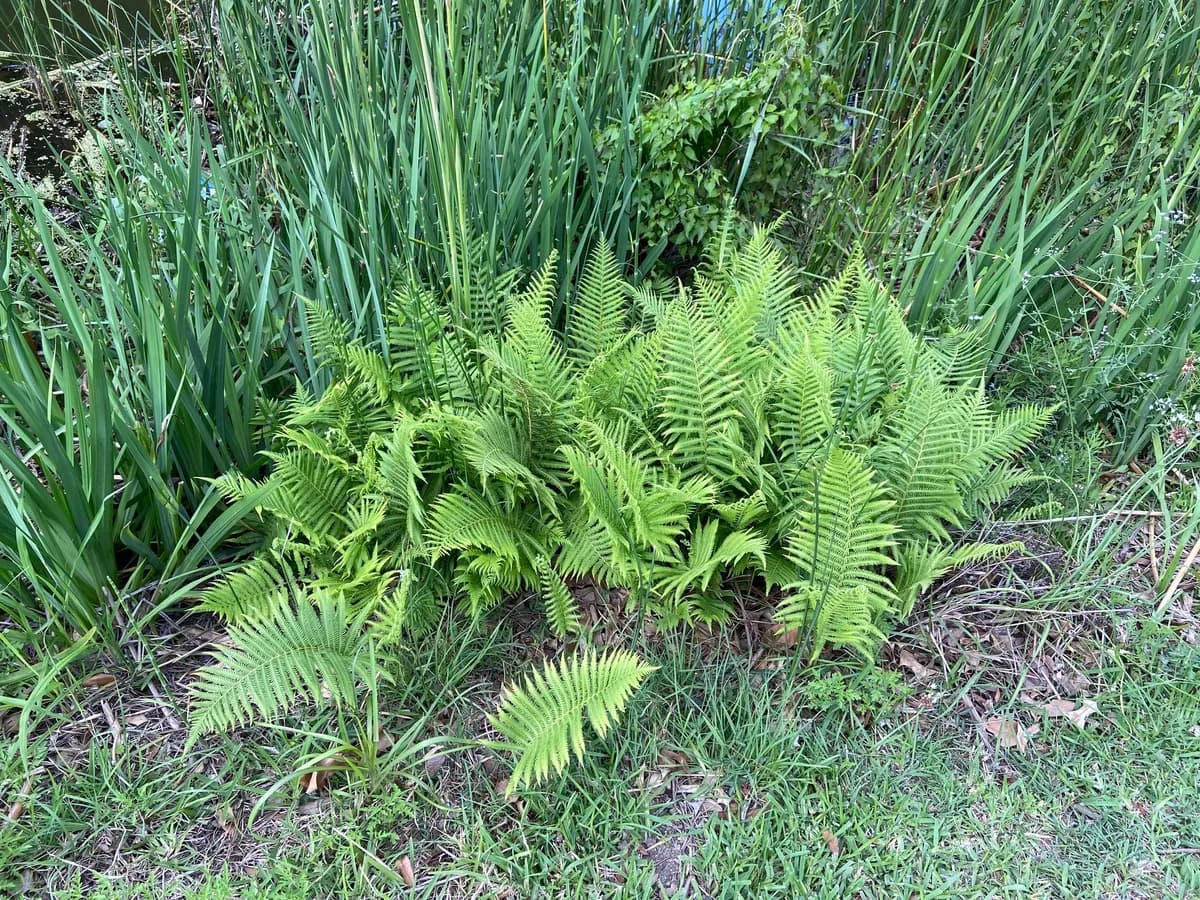 Ovate marsh fern (Thelypteris ovata)