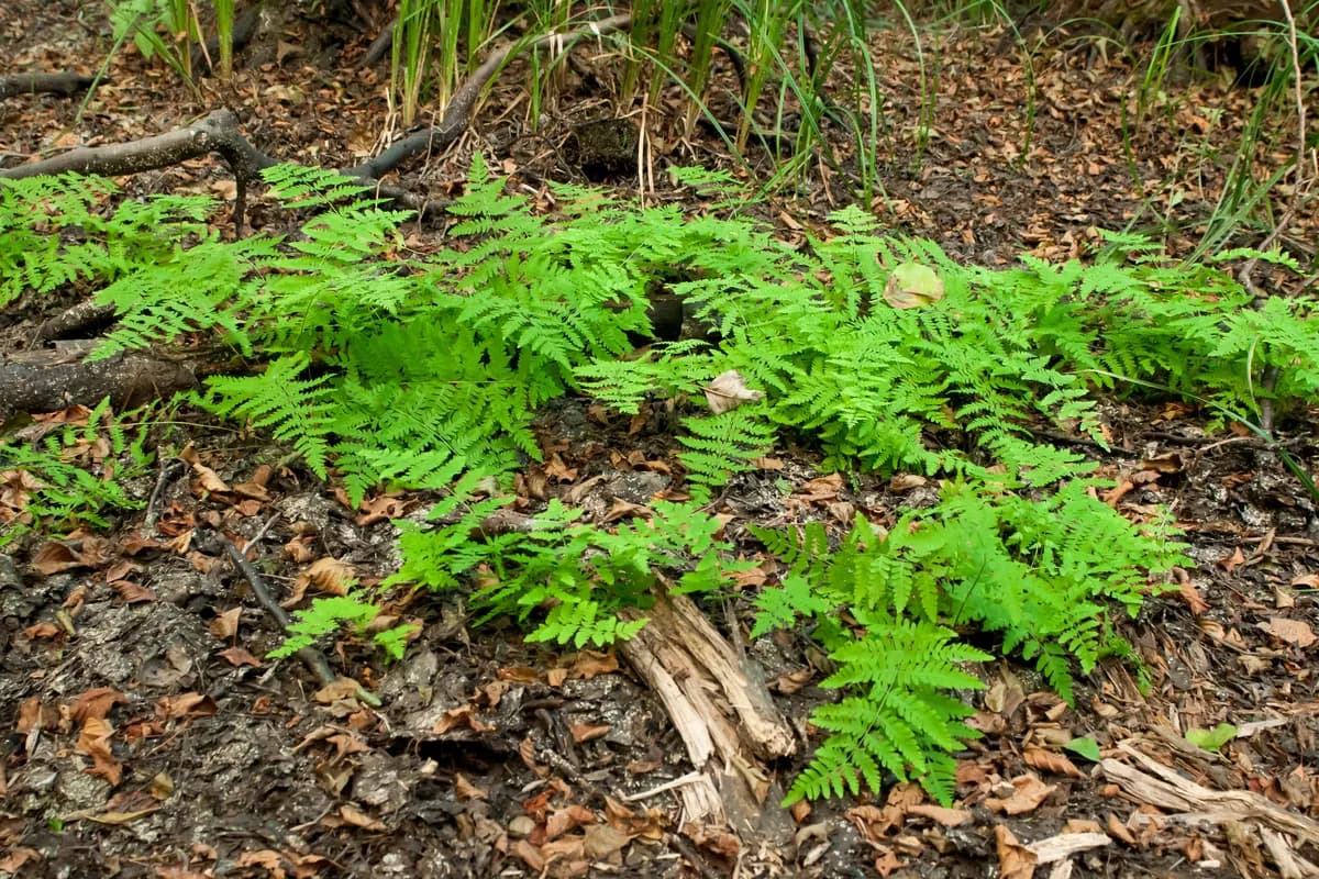 Marsh fern (Thelypteris palustris)
