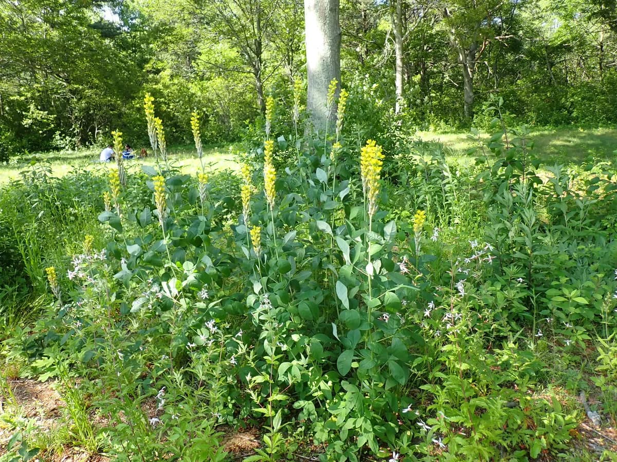 Carolina bushpea (Thermopsis villosa)