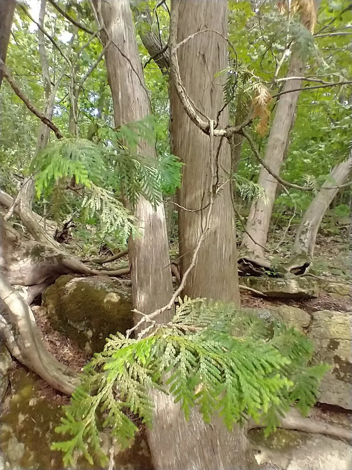 Northern White-cedar (Thuja occidentalis)