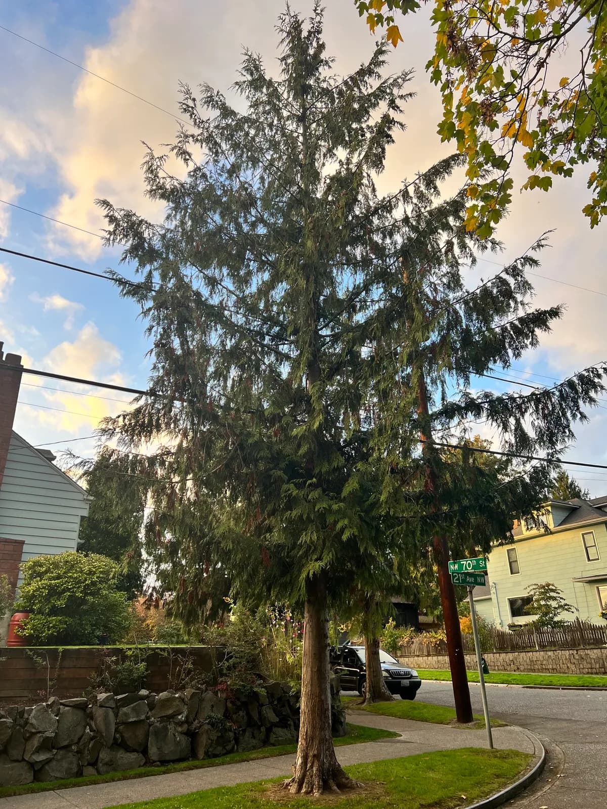 British columbia red cedar (Thuja plicata)