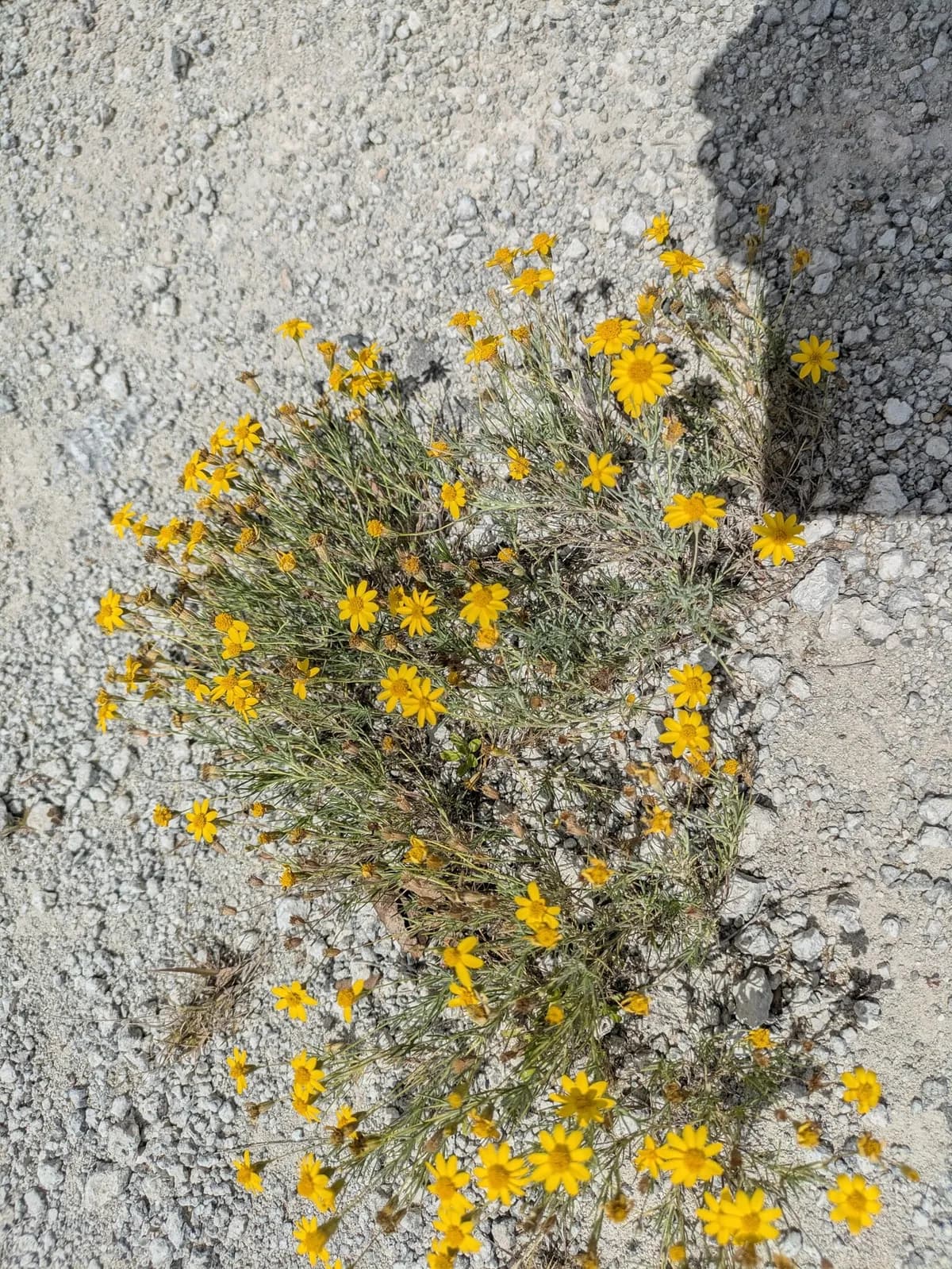 Parralena (Thymophylla pentachaeta)