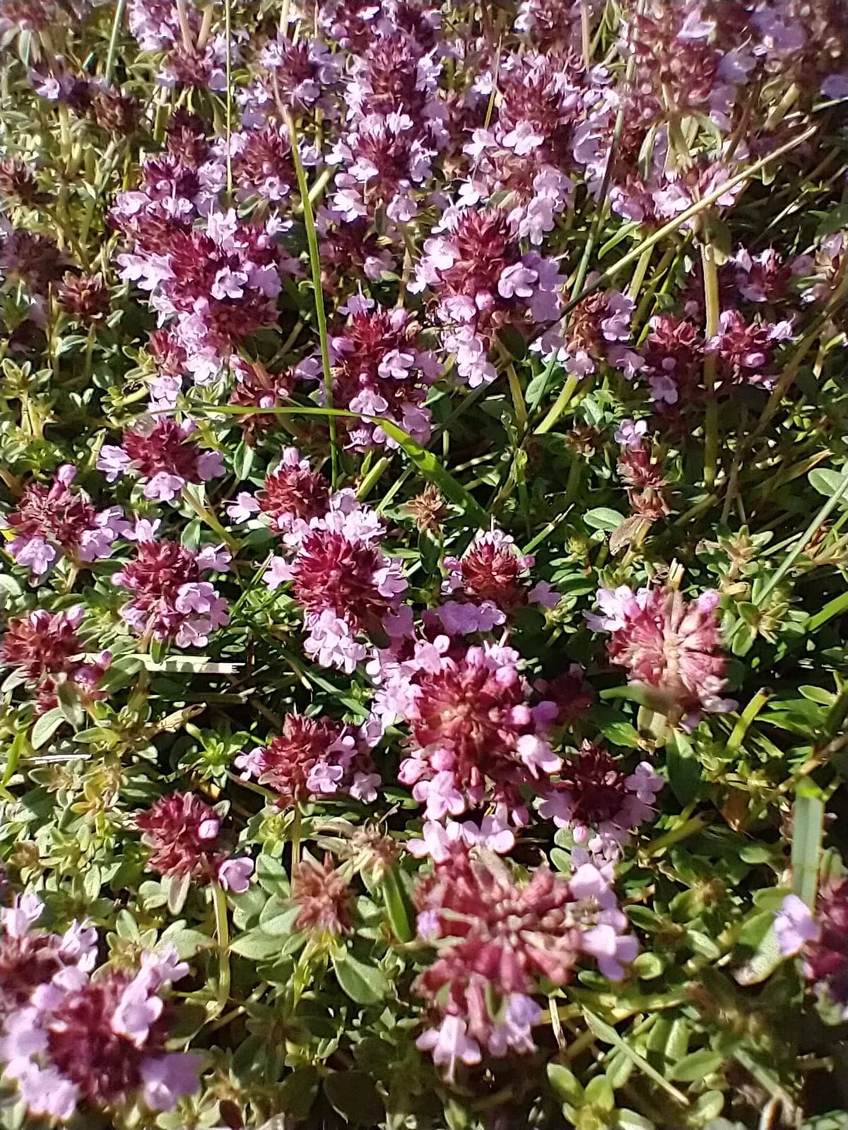 Large Thyme (Thymus pulegioides)