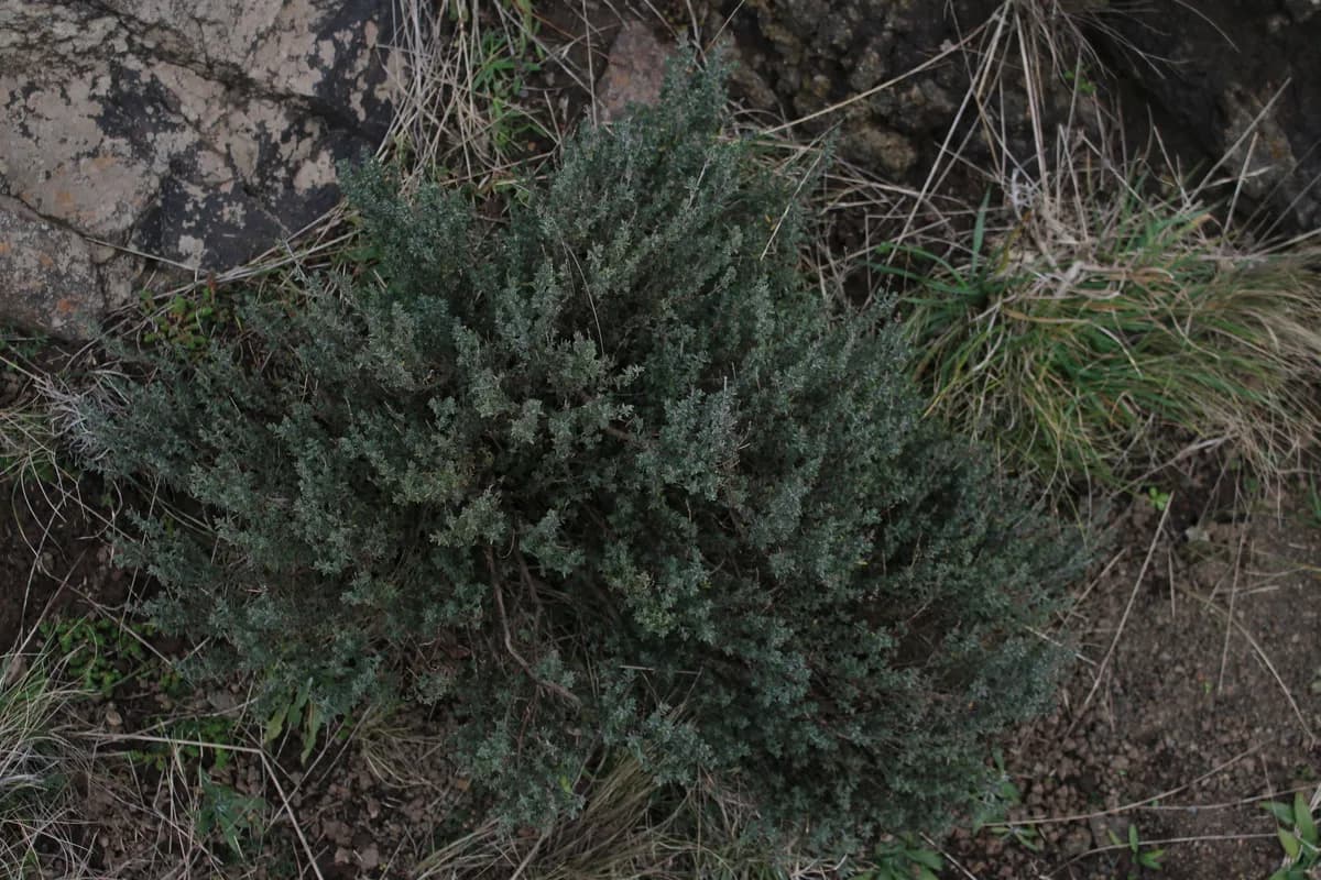 Thyme (Thymus vulgaris)