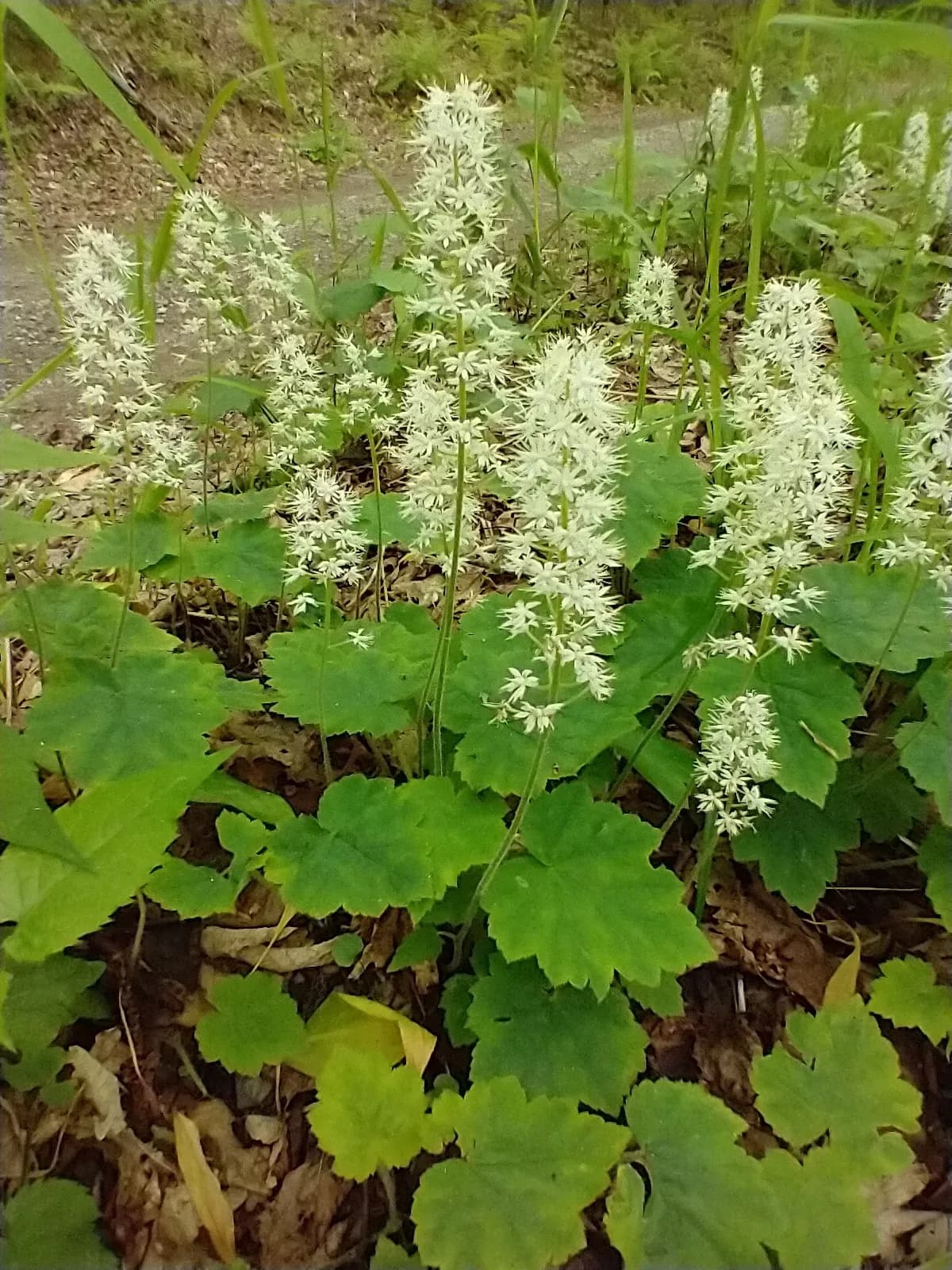 Foamflower (Tiarella stolonifera)