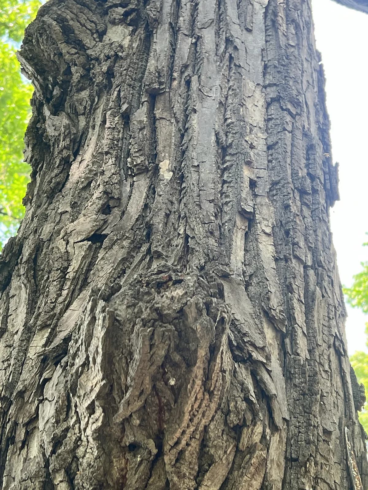 American Basswood (Tilia americana)