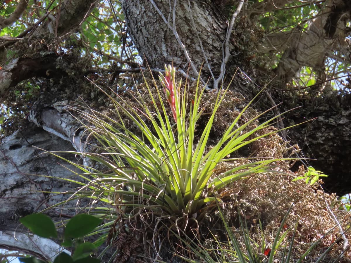 Giant Airplant (Tillandsia fasciculata)