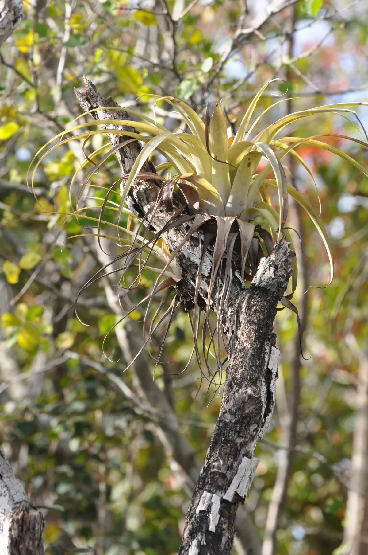 Jumbie-pineapple (Tillandsia utriculata)