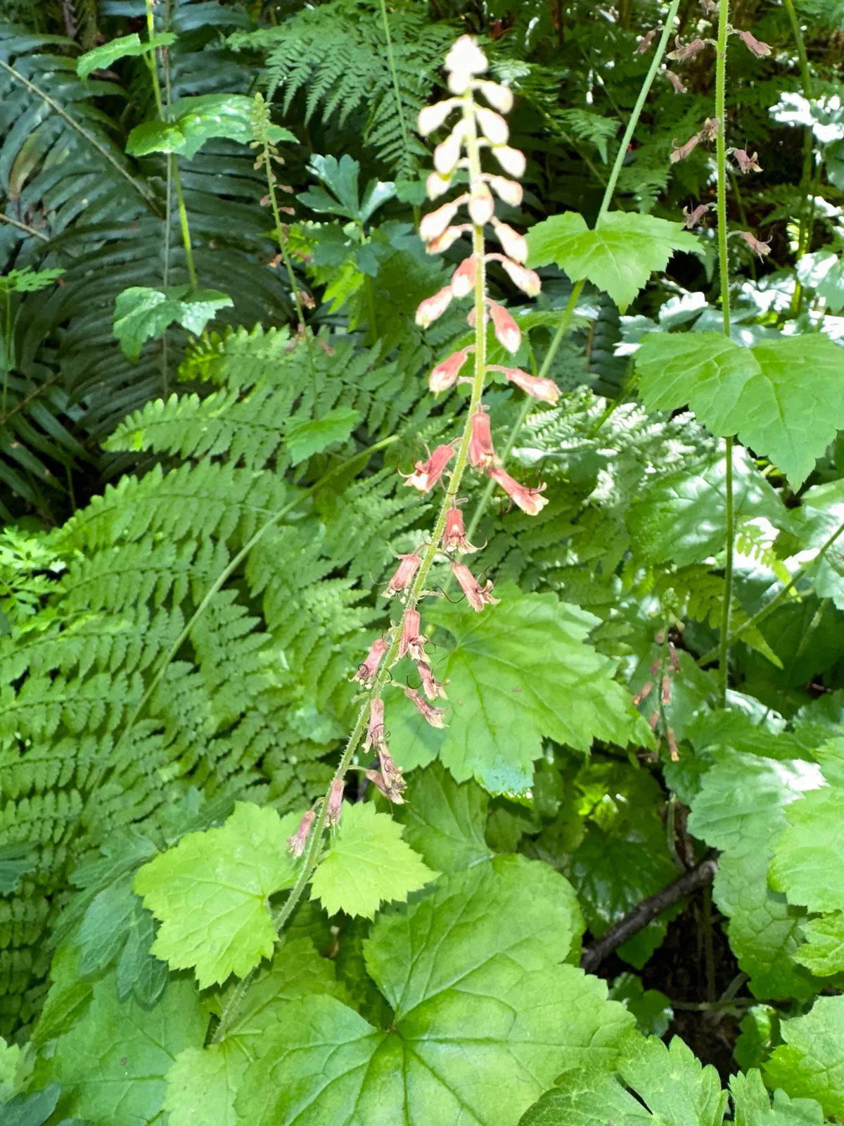 Pick-a-back-plant (Tolmiea menziesii)