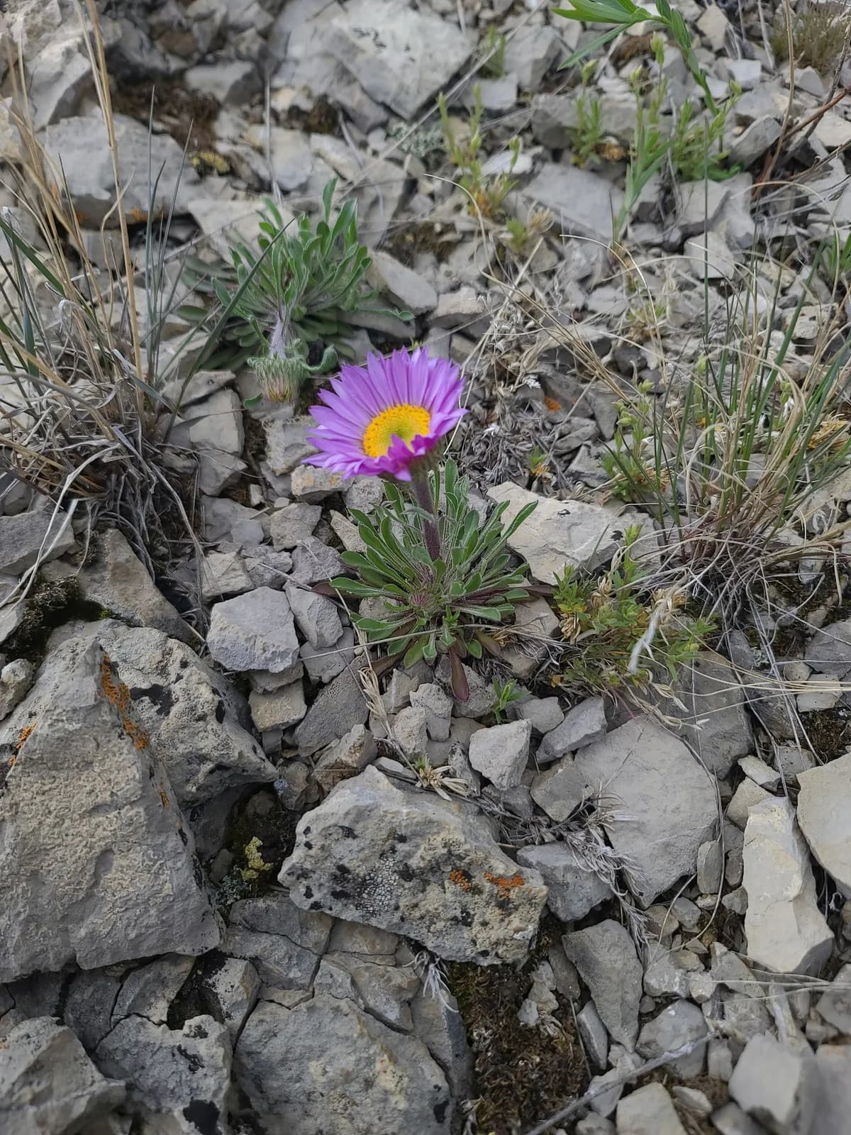 Parry's Townsend Daisy (Townsendia parryi)