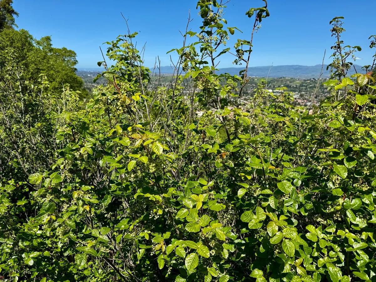 Pacific poison oak (Toxicodendron diversilobum)