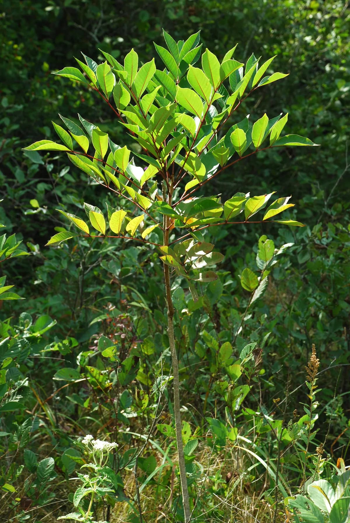 Poison Sumac (Toxicodendron vernix)