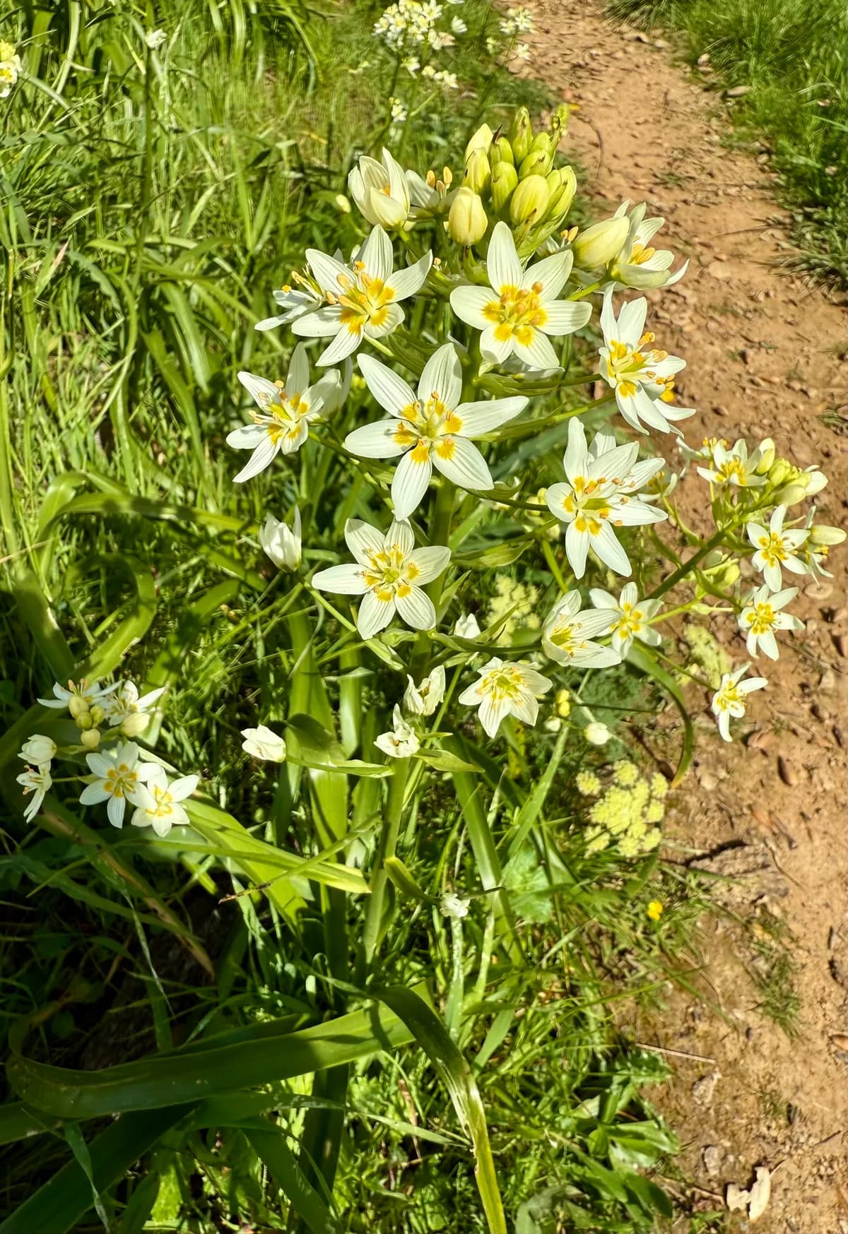 Fremont's death camas (Toxicoscordion fremontii)