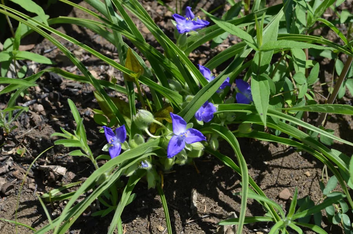 Longbract spiderwort (Tradescantia bracteata)