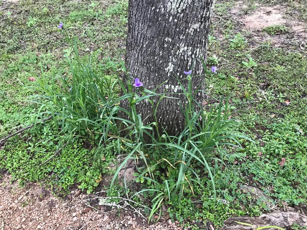 Smooth Spiderwort (Tradescantia ohiensis)