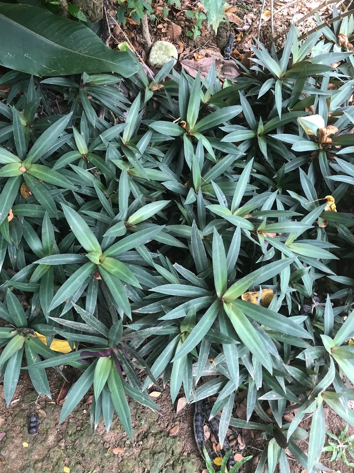 Moses-in-the-cradle (Tradescantia spathacea)