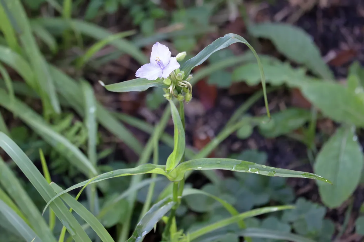 White spiderwort (Tradescantia virginiana)