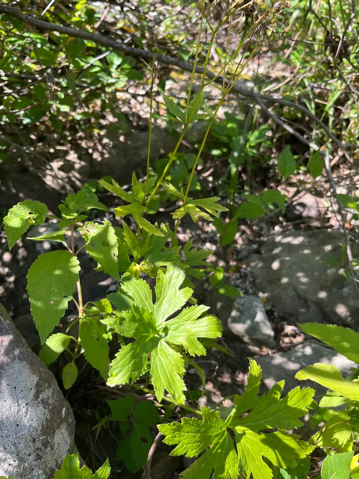 Tassel-rue (Trautvetteria caroliniensis)