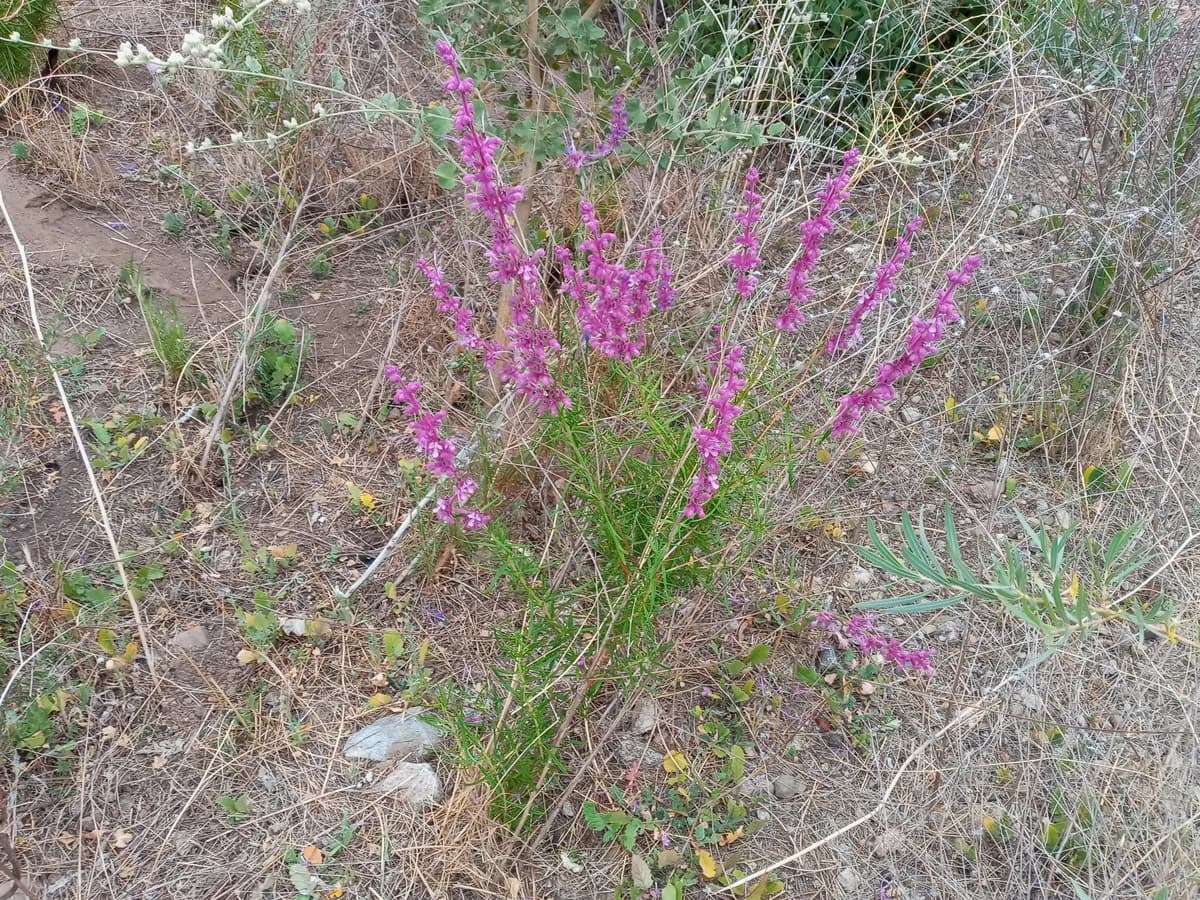 Woolly Bluecurls (Trichostema lanatum)